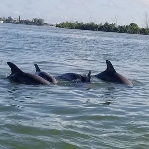 Meet your Posher, Nadine